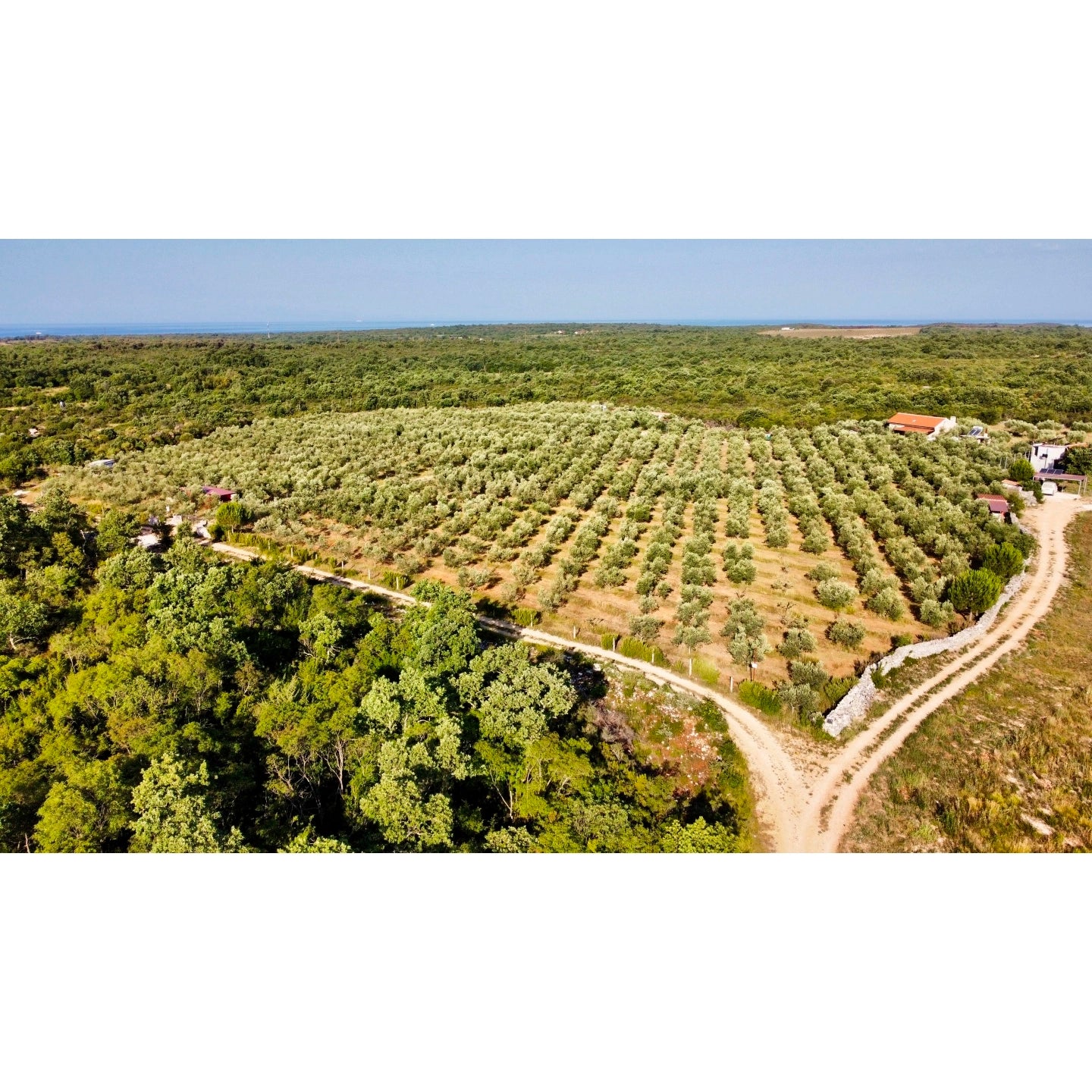 Luftaufnahme der Valencano Olivenplantage