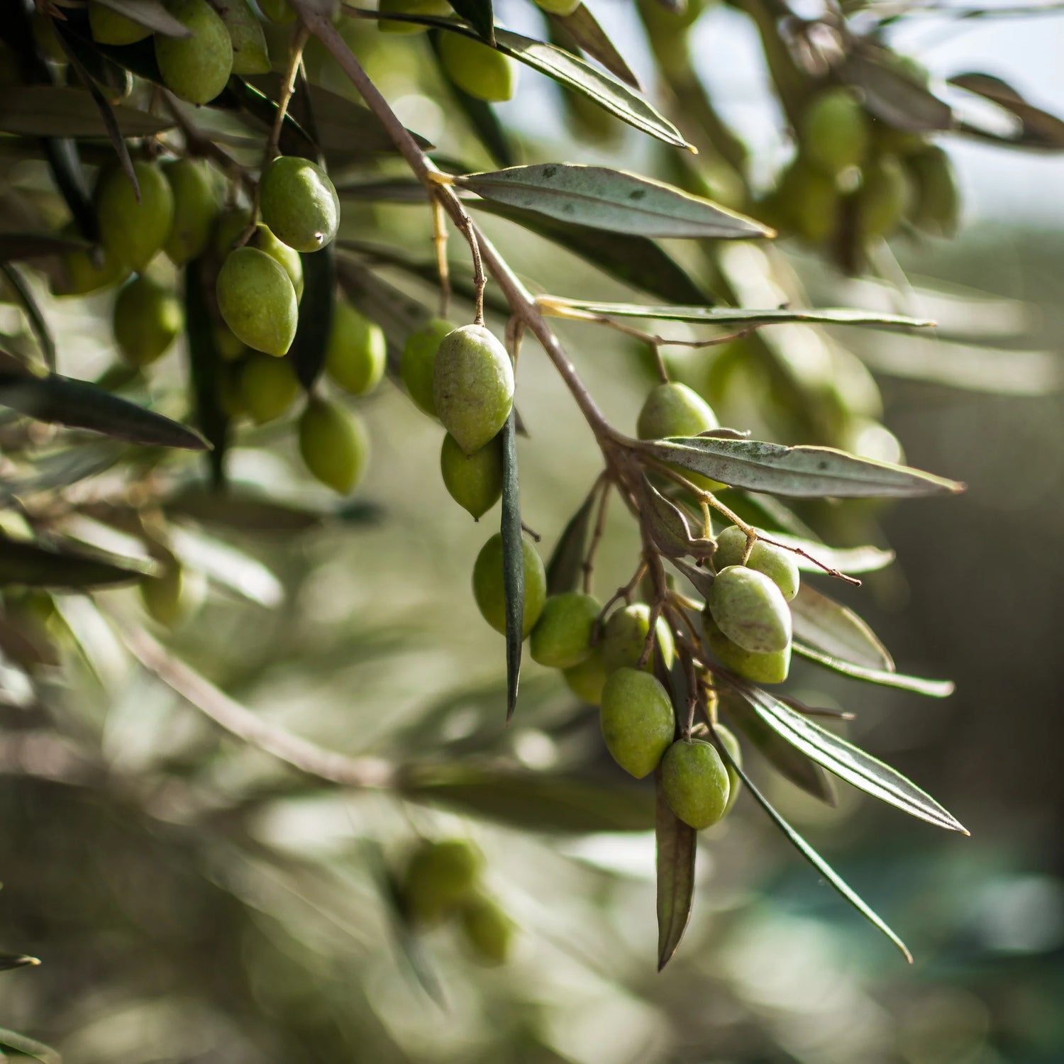 Olivenöle & Ölspezialitäten